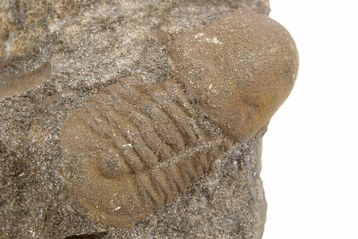 Pelagic Trilobite (Cyclopyge) Fossil - El Kaid Rami, Morocco #254036